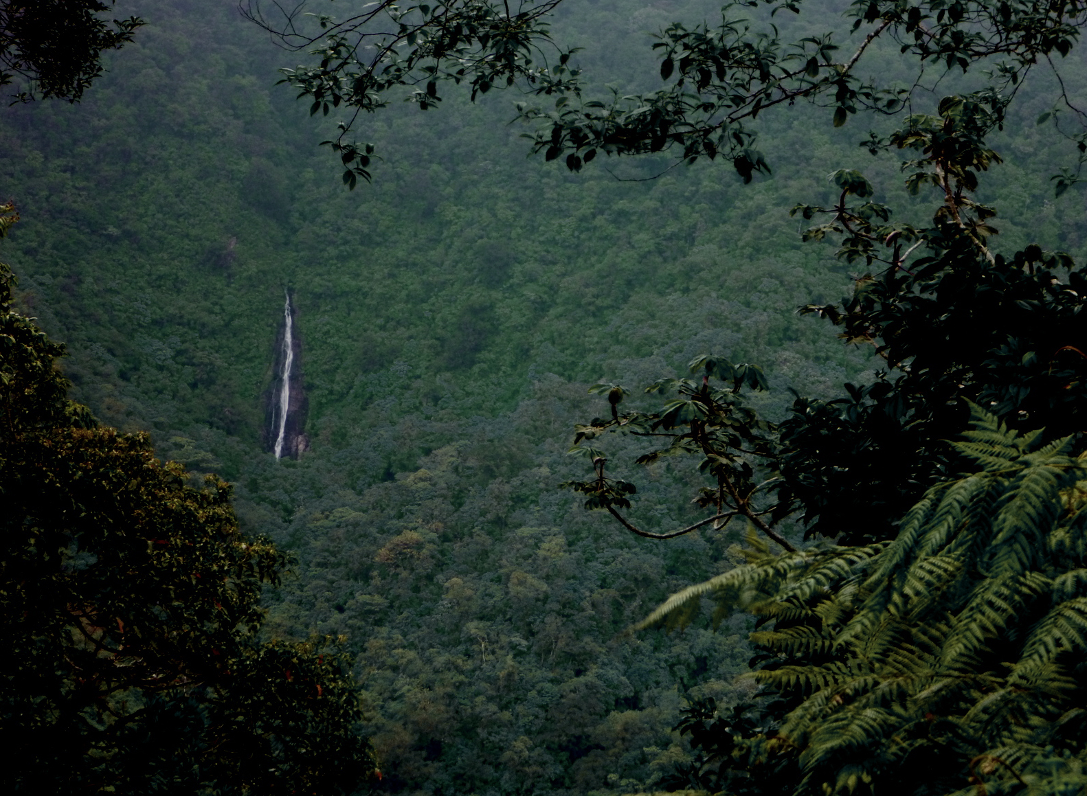Hike through the rainforest on a rainy day