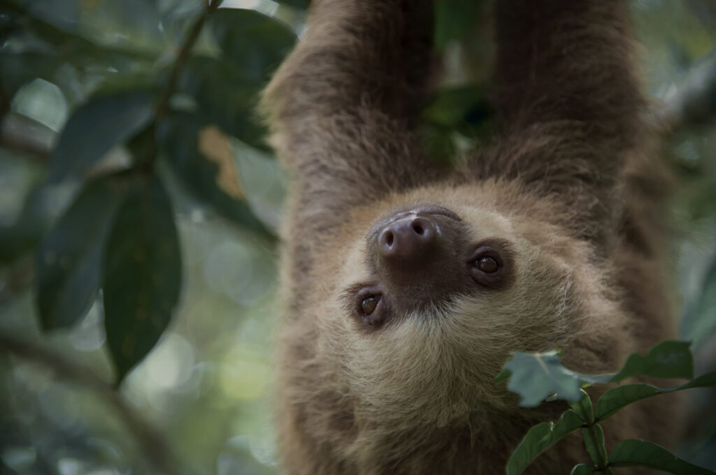 Slothtober World Sloth Day
