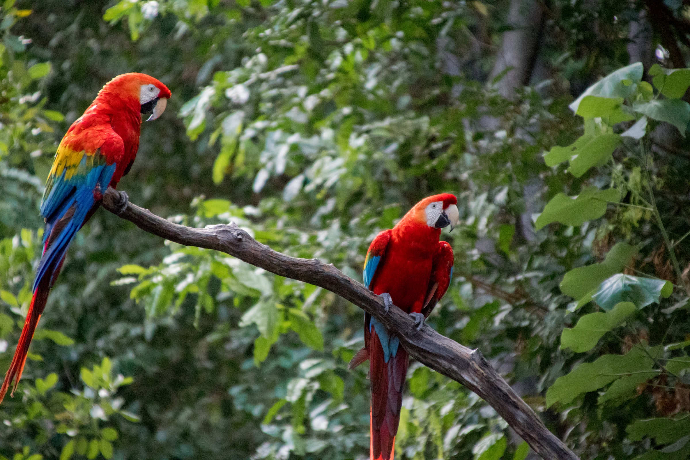 Scarlet macaws couple in Arenal Manoa La Fortuna