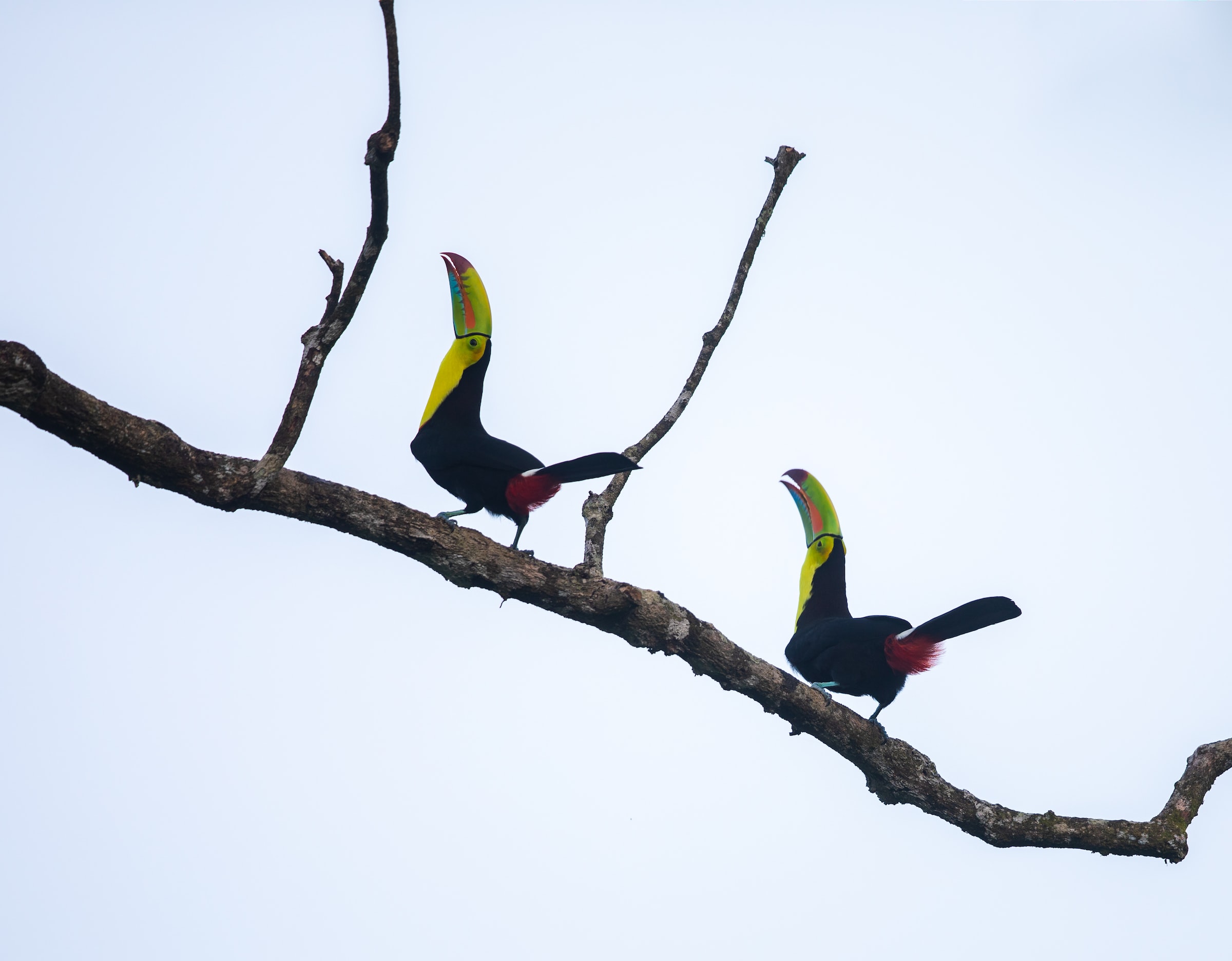 Keelbilled toucans couple in Arenal Manoa La Fortuna