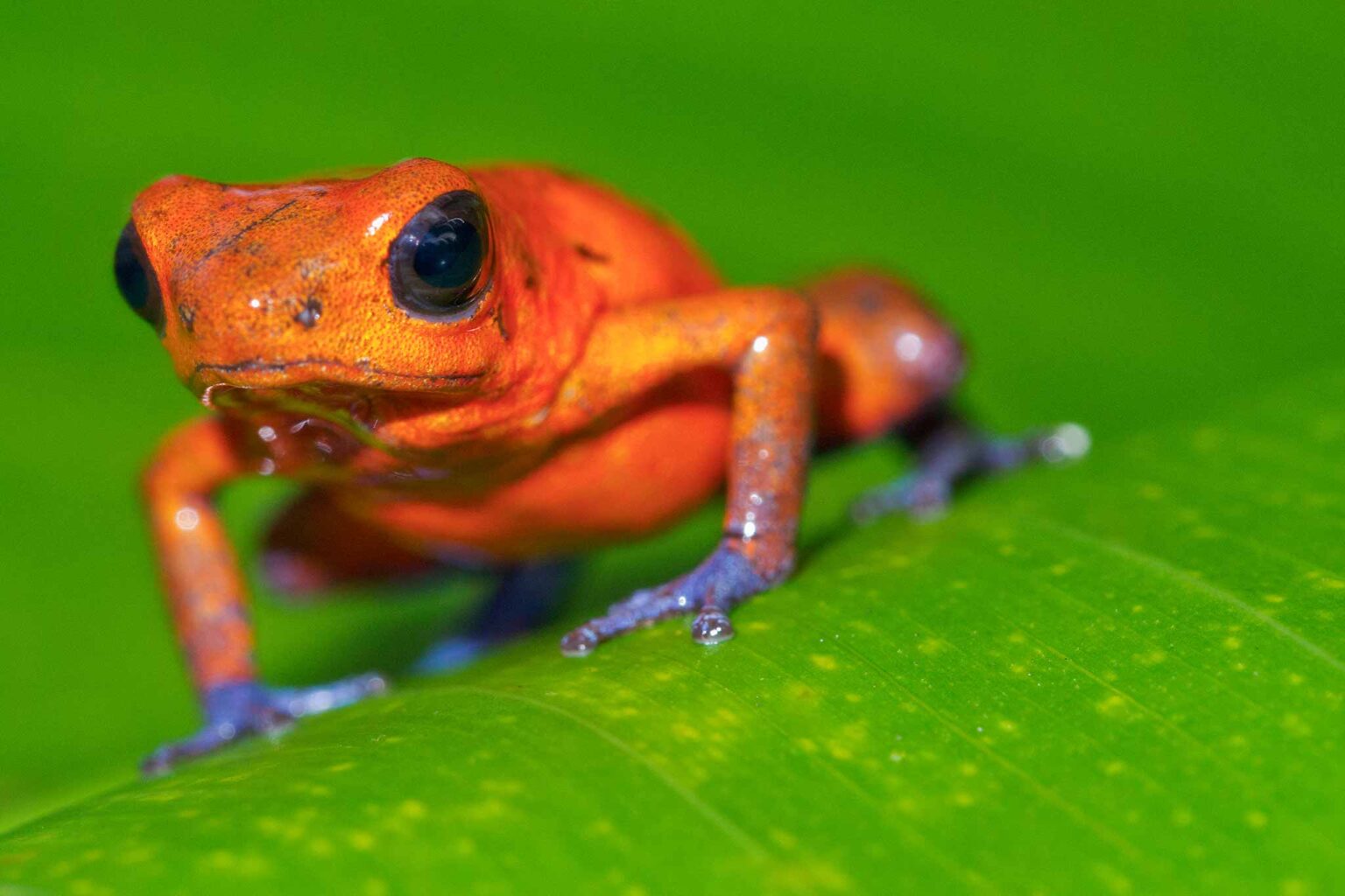 Arenal Manoa Hot Springs Resort Fortuna Costa Rica